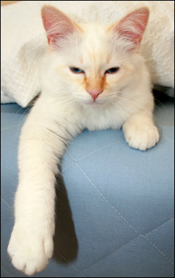 Tiger (2008-05-25). Tiger (2008-05-25).