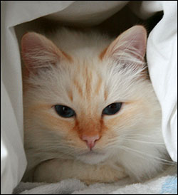 Tiger (2010-11-13). Tiger (2010-11-13).