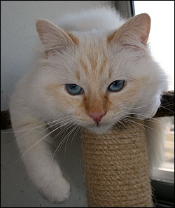 Tiger (2009-04-12). Tiger (2009-04-12).
