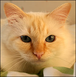 Tiger (2009-08-29). Tiger (2009-08-29).