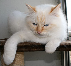 Tiger (2009-04-12). Tiger (2009-04-12).