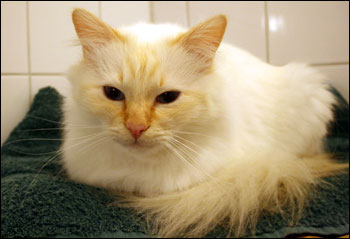 Tiger (2010-12-18). Tiger (2010-12-18).