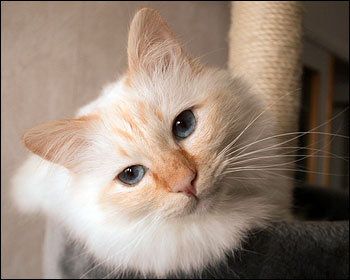 Tiger (2010-12-27). Tiger (2010-12-27).