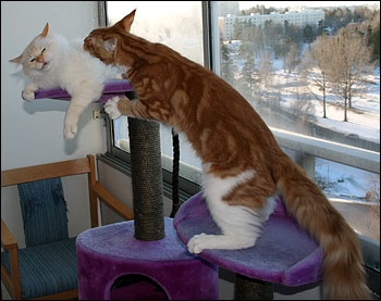 Tiger och Millwall, Superpolarna (2011-01-23). Tiger och Millwall, Superpolarna (2011-01-23).