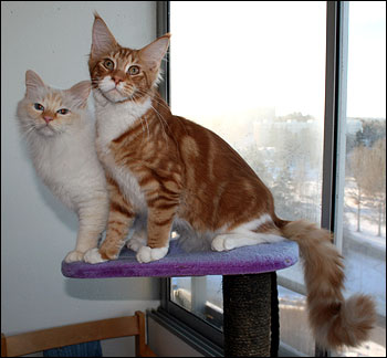 Tiger och Millwall, Superpolarna (2011-01-23). Tiger och Millwall, Superpolarna (2011-01-23).