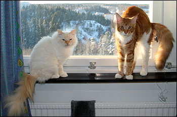 Tiger och Millwall, Superpolarna (2011-02-12). Tiger och Millwall, Superpolarna (2011-02-12).