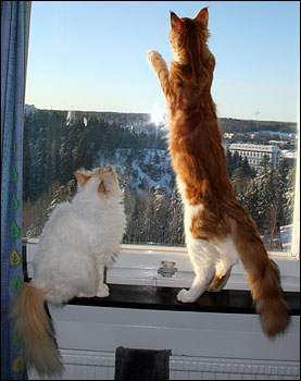 Tiger och Millwall, Superpolarna (2011-02-12). Tiger och Millwall, Superpolarna (2011-02-12).