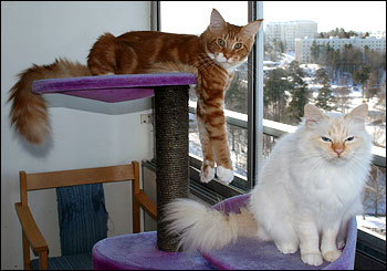Tiger och Millwall, Grabbarna Grus (2011-03-09). Tiger och Millwall, Grabbarna Grus (2011-03-09).