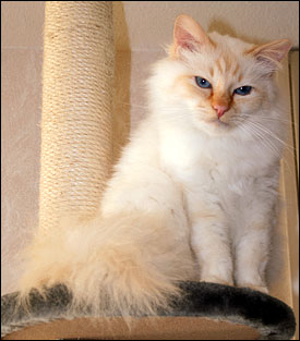 Tiger (2011-03-20). Tiger (2011-03-20).