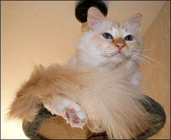 Tiger (2011-03-20). Tiger (2011-03-20).
