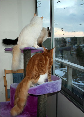 Millwall, Tiger och Kulan. Nån gång ska vi fixa en kråka (2011-03-28). Millwall, Tiger och Kulan. Nån gång ska vi fixa en kråka (2011-03-28).