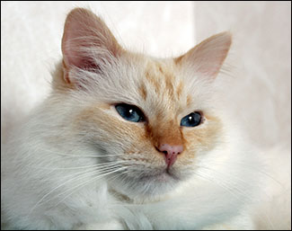 Tiger (2012-02-19). Tiger (2012-02-19).