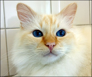 Tiger, Mr. Blue Eyes (2012-07-09). Tiger, Mr. Blue Eyes (2012-07-09).