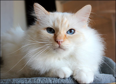 Tiger (IP S* Respons Great Lover, SBI d, male/neuter, 7,4 year), 2015-02-14. Tiger (IP S* Respons Great Lover, SBI d, male/neuter, 7,4 year), 2015-02-14.