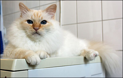 Tiger (IP S* Respons Great Lover, SBI d, male/neuter, 7,4 year), 2015-03-15. Tiger (IP S* Respons Great Lover, SBI d, male/neuter, 7,4 year), 2015-03-15.