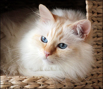 Tiger (IP S* Respons Great Lover, SBI d, male/neuter, 7,5 year), 2015-04-04. Tiger (IP S* Respons Great Lover, SBI d, male/neuter, 7,5 year), 2015-04-04.
