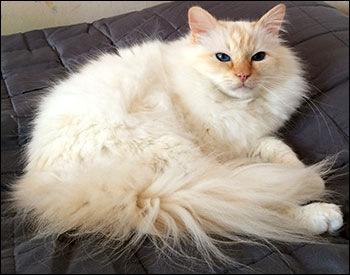 Tiger (IP S* Respons Great Lover, SBI d, male/neuter, 7,5 year), 2015-05-23. Tiger (IP S* Respons Great Lover, SBI d, male/neuter, 7,5 year), 2015-05-23.