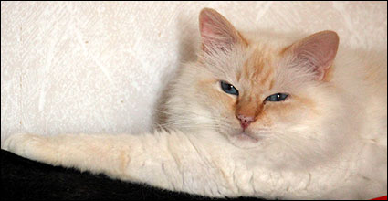 Tiger (IP S* Respons Great Lover, SBI d, male/neuter, 7,6 year), 2015-06-22. Tiger (IP S* Respons Great Lover, SBI d, male/neuter, 7,6 year), 2015-06-22.