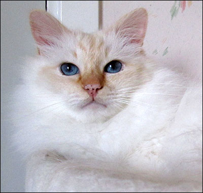Tiger (IP S* Respons Great Lover, SBI d, male/neuter, 7,7 year), 2015-08-03. Tiger (IP S* Respons Great Lover, SBI d, male/neuter, 7,7 year), 2015-08-03.