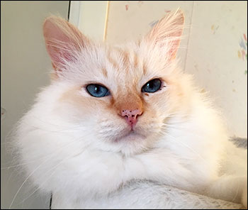 Tiger, 2016-03-31. Tiger, 2016-03-31.