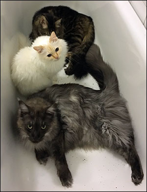 'Party in the tub with catnip' - Morriz, Tiger & Lucifer, 2016-12-28.
