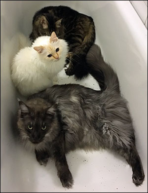 'Party in the tub with catnip' - Morriz, Tiger & Lucifer, 2016-12-28. 'Party in the tub with catnip' - Morriz, Tiger & Lucifer, 2016-12-28.