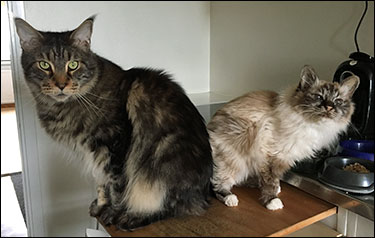 Morriz & Bullit, 2017-03-12. Morriz & Bullit, 2017-03-12.