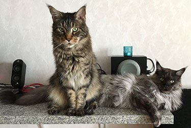 Morriz & Lucifer, 2017-03-18. Morriz & Lucifer, 2017-03-18.