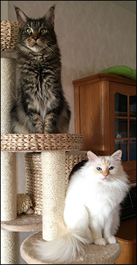 Morriz & Tiger, 2017-03-22. Morriz & Tiger, 2017-03-22.