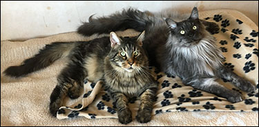 Morriz & Lucifer, 2017-06-02. Morriz & Lucifer, 2017-06-02.