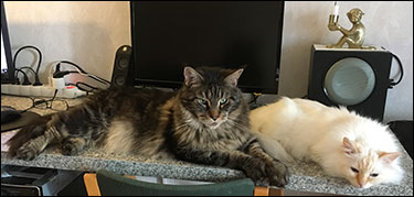 Morriz & Tiger, 2017-06-16. Morriz & Tiger, 2017-06-16.