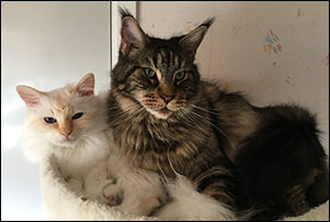 Tiger & Morriz, 2017-07-29. Tiger & Morriz, 2017-07-29.