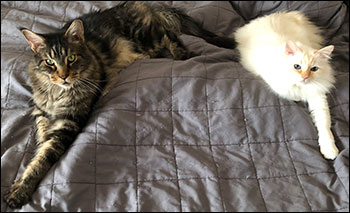 Morriz & Tiger, 2018-03-23. Morriz & Tiger, 2018-03-23.