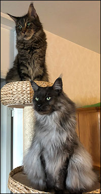 Morriz & Lucifer, 2018-03-23. Morriz & Lucifer, 2018-03-23.