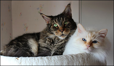Morriz & Tiger, 2018-04-14. Morriz & Tiger, 2018-04-14.