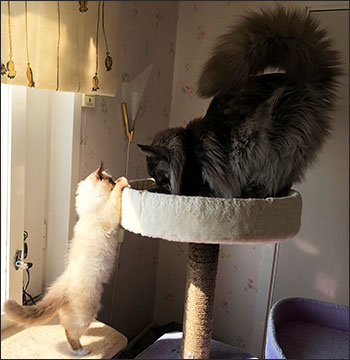 Plutten & Lucifer, 2018-07-18. Plutten & Lucifer, 2018-07-18.