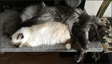 Plutten & Lucifer, 2018-08-12. Plutten & Lucifer, 2018-08-12.