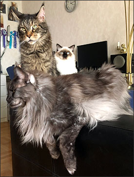 Morriz, Plutten & Lucifer, 2018-10-13. Morriz, Plutten & Lucifer, 2018-10-13.