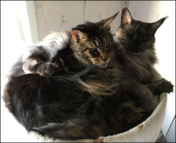 Morriz och Lucifer, 2018-11-25. Morriz och Lucifer, 2018-11-25.
