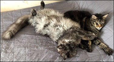 Lucifer och Morriz, 2019-01-27. Lucifer och Morriz, 2019-01-27.