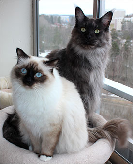 Lucifer och Plutten, 2019-02-23. Lucifer och Plutten, 2019-02-23.
