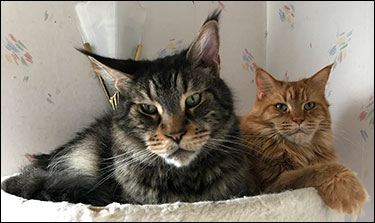 Morriz och Hell, 2019-03-30. Morriz och Hell, 2019-03-30.