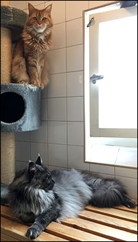 Hell och Lucifer, 2019-04-07. Hell och Lucifer, 2019-04-07.