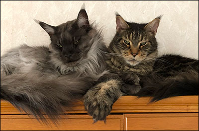 Lucifer och Morriz, 2019-04-19. Lucifer och Morriz, 2019-04-19.