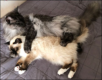 Lucifer och Plutten, 2019-05-29. Lucifer och Plutten, 2019-05-29.