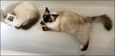 Freja och Plutten, 2019-07-18. Freja och Plutten, 2019-07-18.