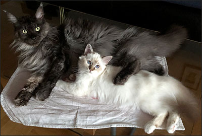 Freja och Lucifer, 2019-08-12. Freja och Lucifer, 2019-08-12.