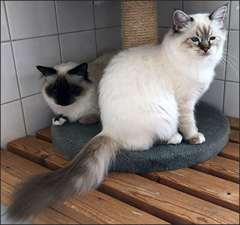 Plutten och Freja, 2019-09-26. Plutten och Freja, 2019-09-26.