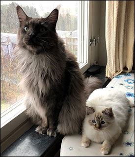 Lucifer och Freja, 2019-11-10. Lucifer och Freja, 2019-11-10.