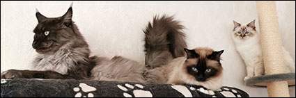 Lucifer, Plutten och Freja, 2020-02-28. Lucifer, Plutten och Freja, 2020-02-28.